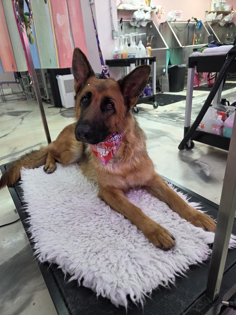 A German shepherd in a pink bandana lying on a white mat inside the grooming salon