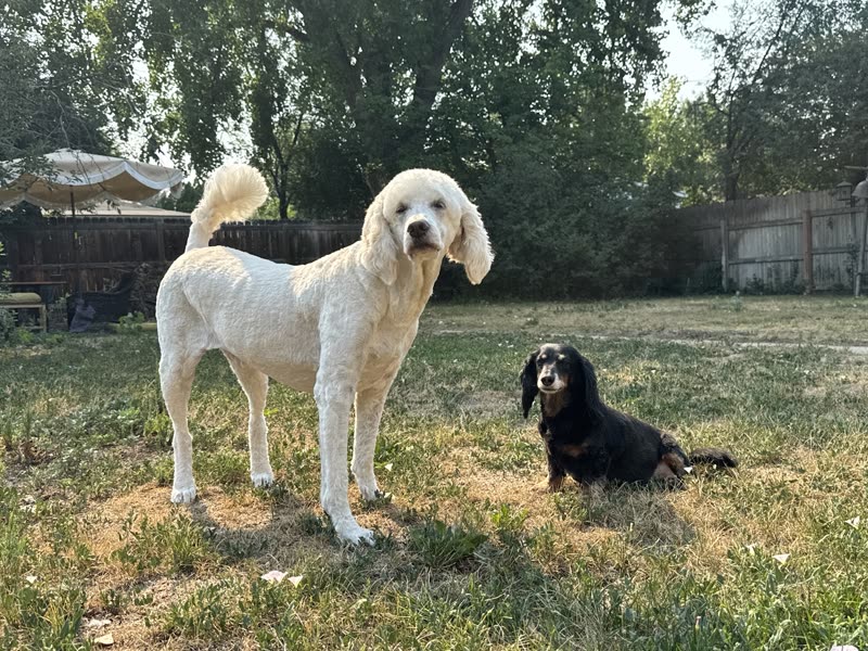 A white standard poodle in a continental trim standing in a garden beside a black spaniel