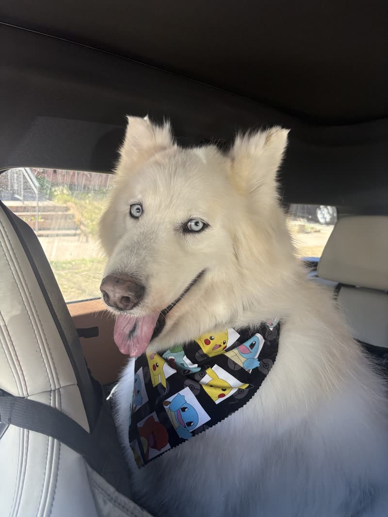 A fluffy white husky-type dog in a patterned bandana sitting in a car seat after pick-up