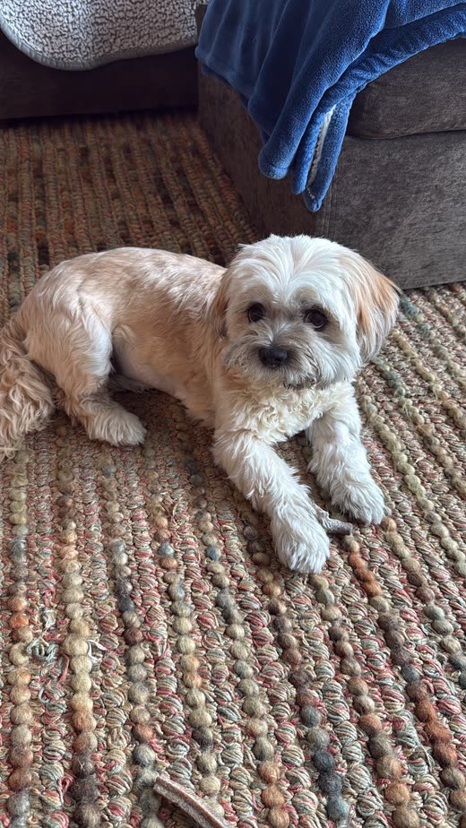 A small cream shih-tzu-mix with a short body clip lying on a textured rug after a full groom