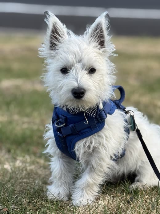 A white West Highland terrier in a blue harness standing on grass after a trim