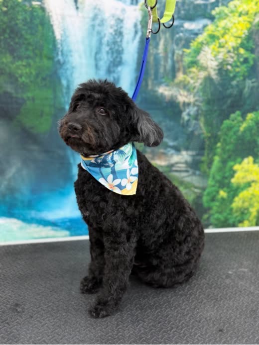 A dark chocolate curly poodle-mix in a blue bandana after a styled cut