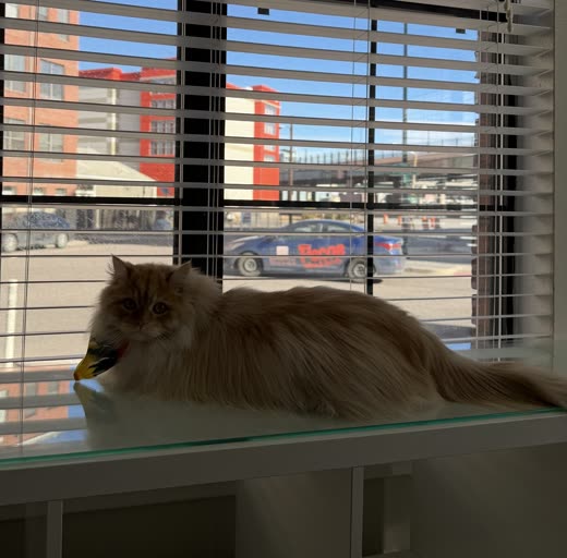 A long-haired ginger cat lying on a glass table by a window