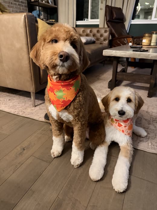 An apricot goldendoodle and a smaller cream doodle in orange bandanas after grooming